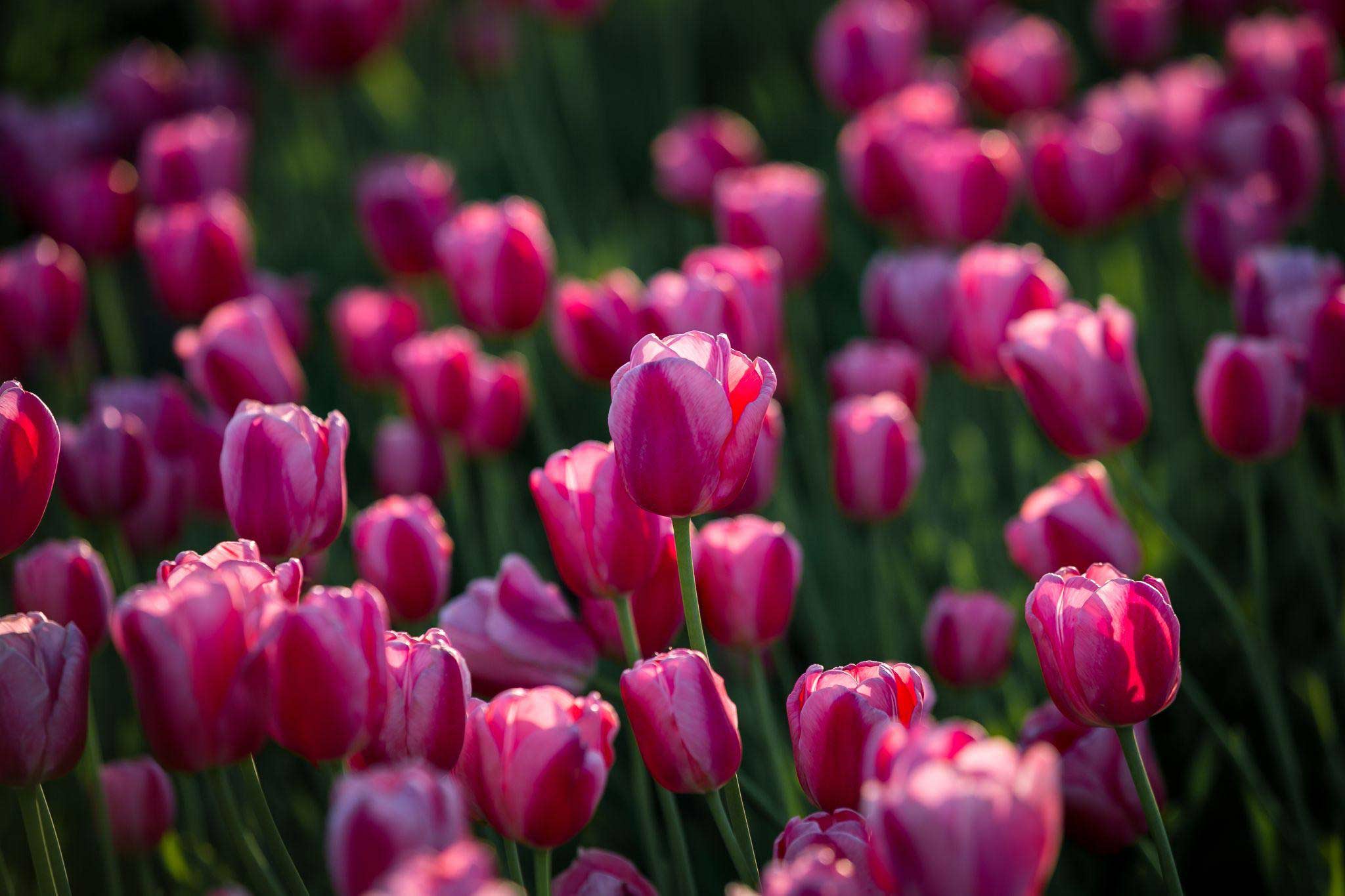 Pink-tulips